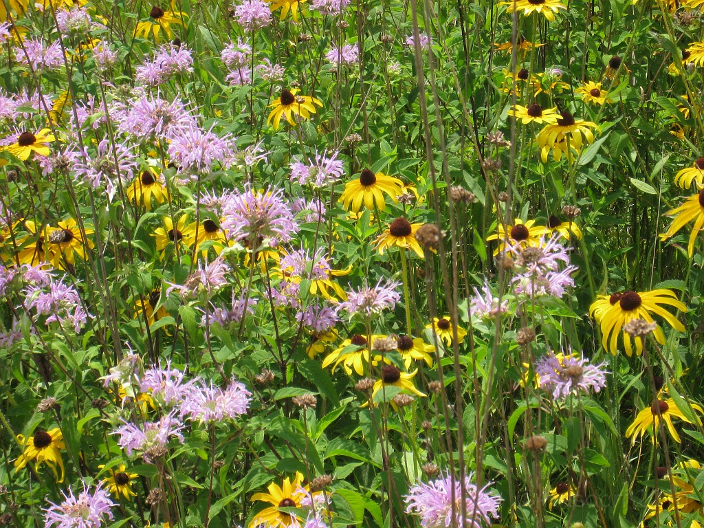 Matthaei Botanical Gardens 2010 0035.jpg - Lots of flowers blooming around the park, especially in the open areas at the entrance.
